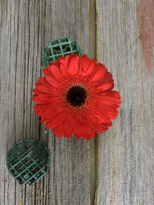  INFERNO RED GERBERA DAISY